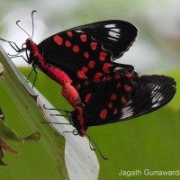 Pachliopta hector Linnaeus, 1758